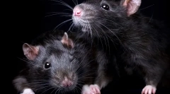 A fekete patkányokról szól: megjelenés, életmód, érdekes tények