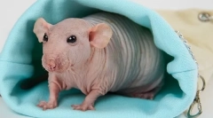 Minden a bald ratban sphinx: leírás, típusok, gondozás és tartalom, mint az etetés