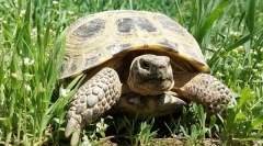 Mindent a föld teknősről