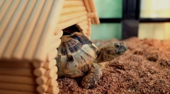 A terráriumról a the land turtle-ről szól