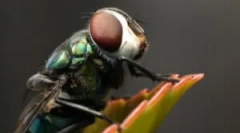 Mindent, ahol a legyek jönnek haza