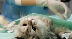 A macskák sterilizálásával kapcsolatos legfontosabb