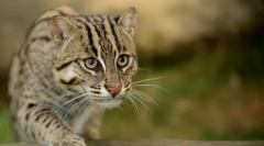 A willer cat-fisherman minden titka