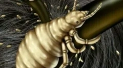 Tetvek és inkubációs időszakuk