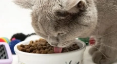 A legjobb - macskák: jellemzők és takarmányfajták 1. Választás