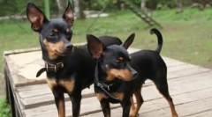 Minden a fajta prága krysarik (ratlik): történet és normák fajta, kutya karakter, gondozás, tartalom