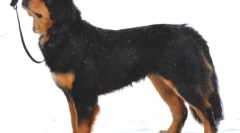 Válasszon egy becenevet a pásztorra