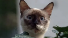 Válasszon egy macskát az állatöv jelére: megfelelő fajták