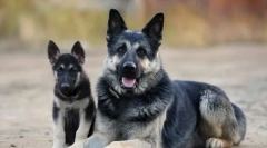 A kelet-európai pásztor kiskutya kiválasztása