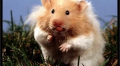 Hörcsög kiválasztása és megvásárlása