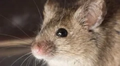 A legjobb csali kiválasztása egerekhez