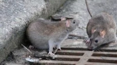 A csali kiválasztása patkányokhoz