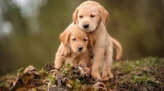 Kiskutya kiválasztása