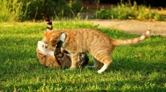 Indulás a természethez egy macskával