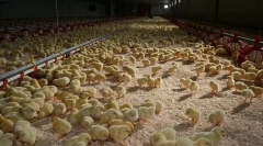 Növekvő csirkék brojlerek