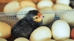 Növekvő csirkék a nem siker
