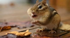 Szórakoztató rágcsálók