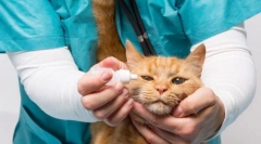 Macska szembetegség