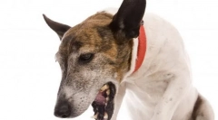 A torok betegségeit