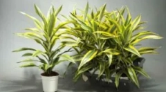 Betegségek és kártevők a hajláson