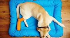 Csont, ízületi és izombetegségek