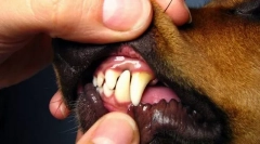 Pta üregbetegségek