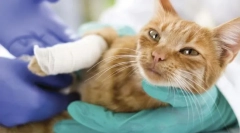 Az ízületek és csontok betegségei macskákban