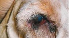 A szemek korainak és felületének betegségeinek