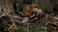 Miért bobrák építsenek gátakat?