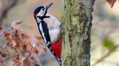 Miért kopog a fa a fán?