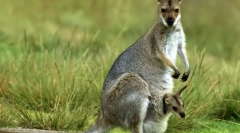 Miért kenguru táska?