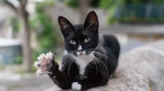 Miért a macskák a mancsokon: alapelméletek