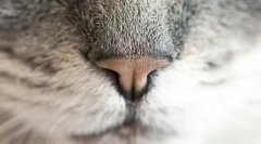 Miért van a macska nedves orr?