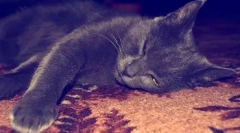 Miért a macska bajusz