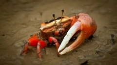 Miért krama kulshnya?