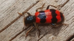 Miért repül az anyák bogarak lárvaja a méheken?