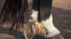 Miért és azokhoz csatolva vannak a patkó lovak?