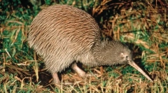 Miért van a madár kiwi ilyen hosszú csőr?