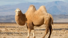 Miért camel horn?