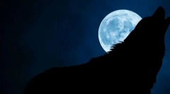 Miért költenek a farkasok a teliholdon?