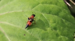 Miért zhukam-stafilines hosszú fényes has?