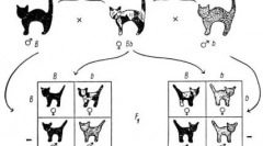 Titokzatos fekete macskák: mindent a színükről