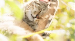 A macskák elhelyezkedése: hol vannak a hazai állatok lelkei a különböző vallások utáni halál után