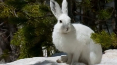 Hare of white