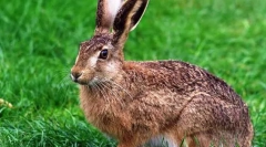 Mezei nyúl