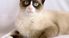 Tengerentúli belonozha