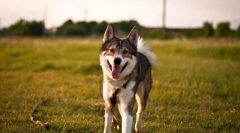 West siberian lyki (fotók): jó vadász és hűséges barát