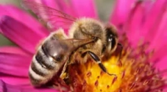 Védelem a méhek ellen otthon és az országban