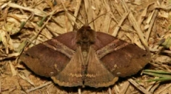 A moli-ból származó szőrme bevonatok védelme