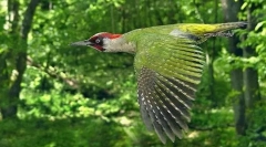 Zöld woodpecker